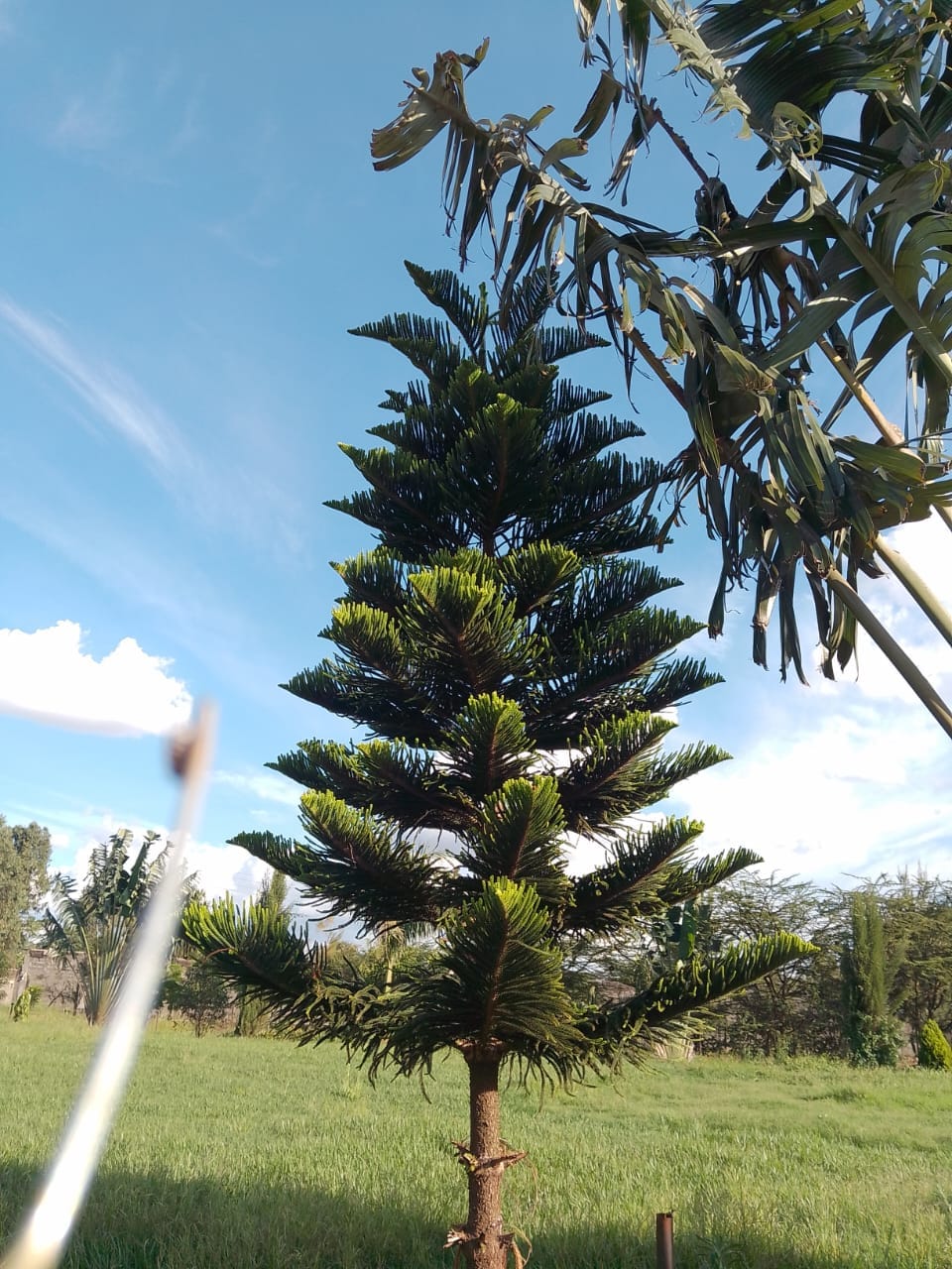 Alkaria Tree Seedlings - Image 2