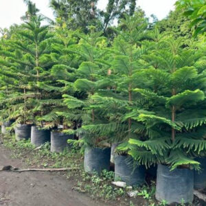 Alkaria Tree Seedlings