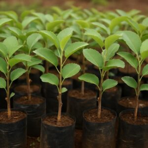 Apple Seedlings