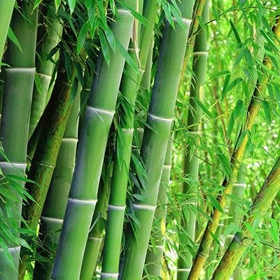 Bamboo Seedlings - Image 2