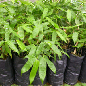 Bamboo Seedlings