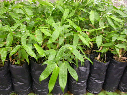 Bamboo Seedlings