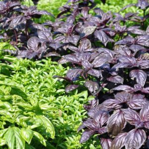 Basil Herb Seedlings
