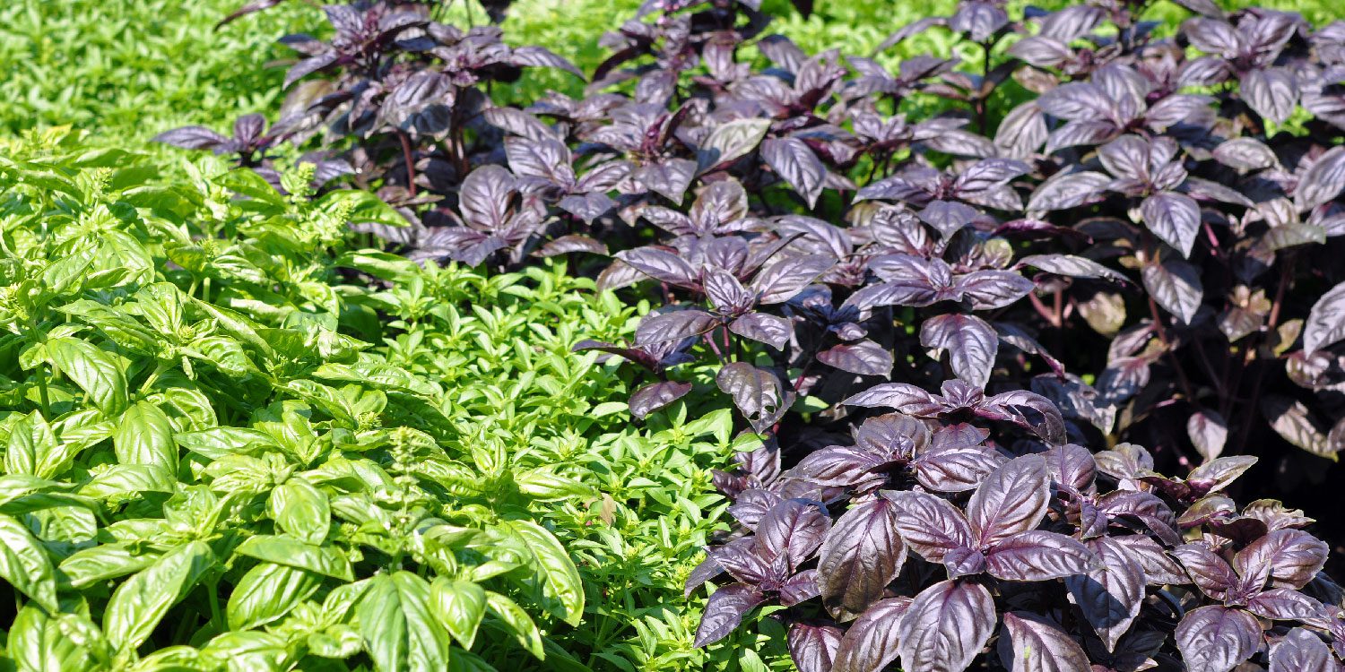 Basil Herb Seedlings
