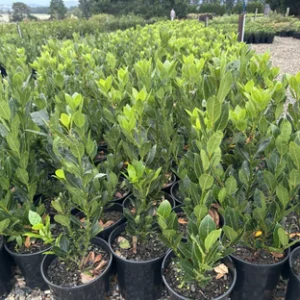 Bay Leaf (Laurus nobilis) Seedlings