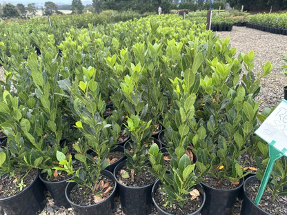 Bay Leaf (Laurus nobilis) Seedlings