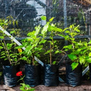 Blackberry Seedlings