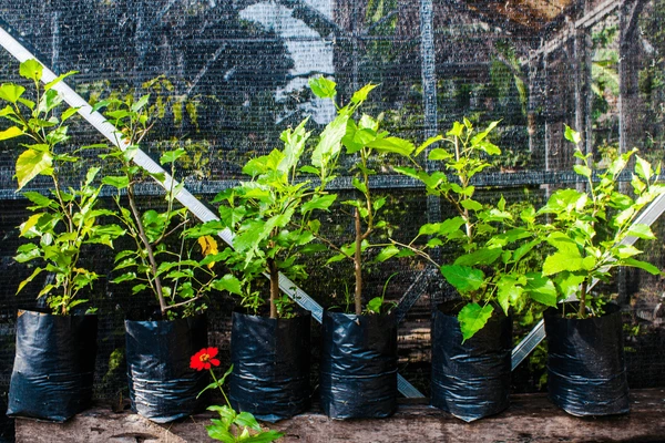 Blackberry Seedlings