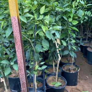 Blood Orange Seedlings