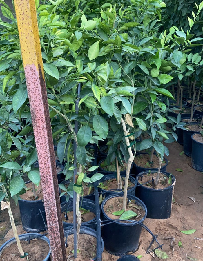 Blood Orange Seedlings