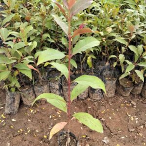 Bolivian Rainbow Eucalyptus Seedlings