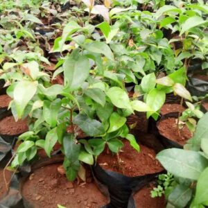 Brazilian Cherry Seedlings