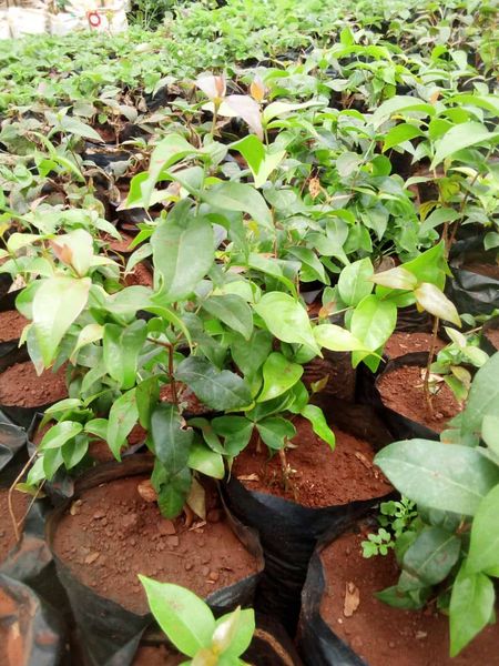 Brazilian Cherry Seedlings