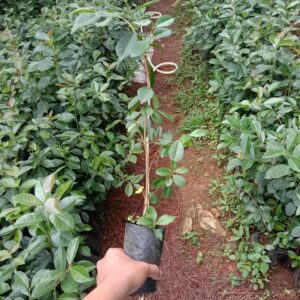 Cherry Guava Seedlings