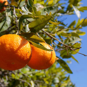Clementine Seedlings
