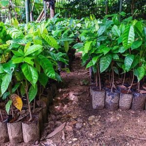 Cocoa Seedlings