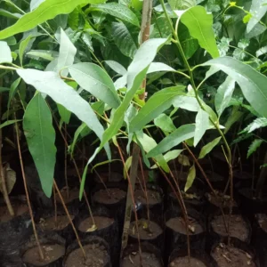 Eucalyptus Tree Seedlings