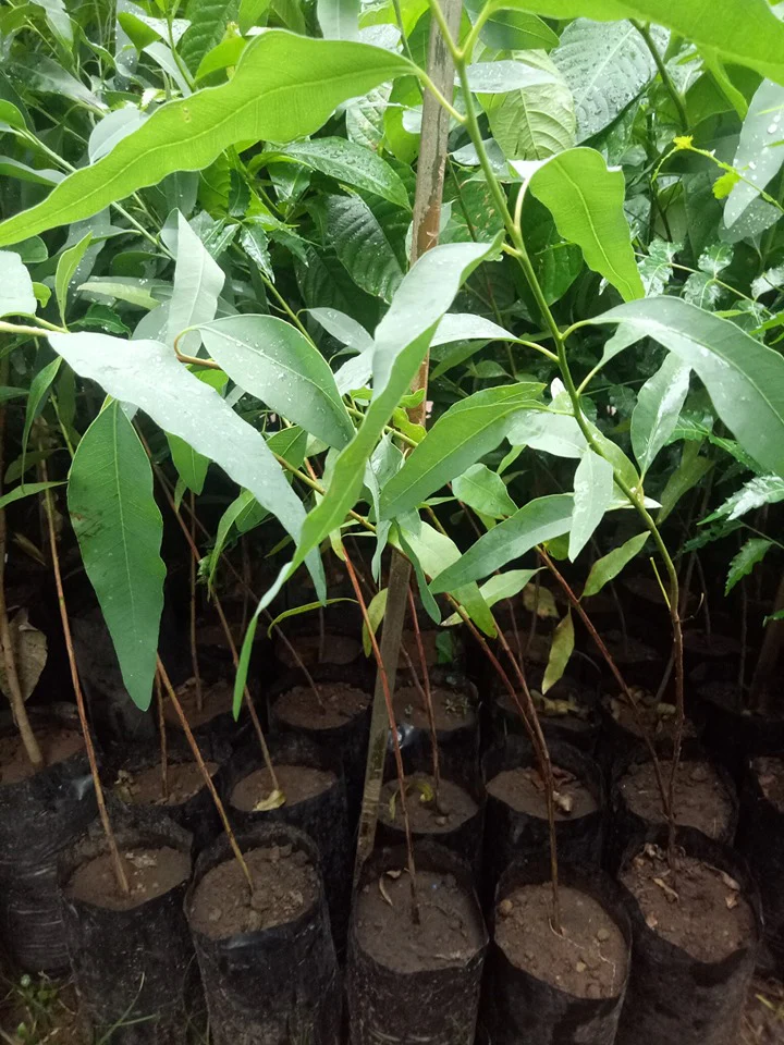 Eucalyptus Tree Seedlings