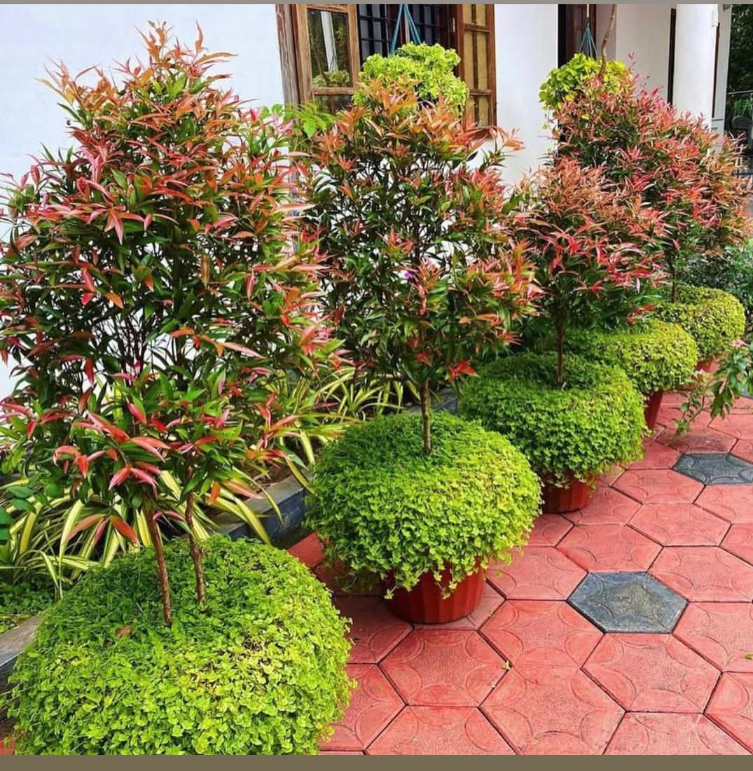 Eugenia Tree Seedlings - Image 2