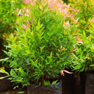 Eugenia Tree Seedlings