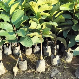 Fig Seedlings