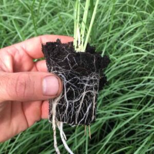 Fountain Grass Seedlings