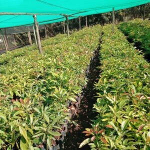 Fuerte Avocado Seedlings