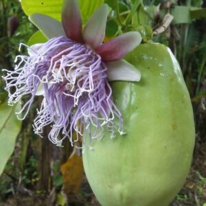 Giant Granadilla Passion Seedlings