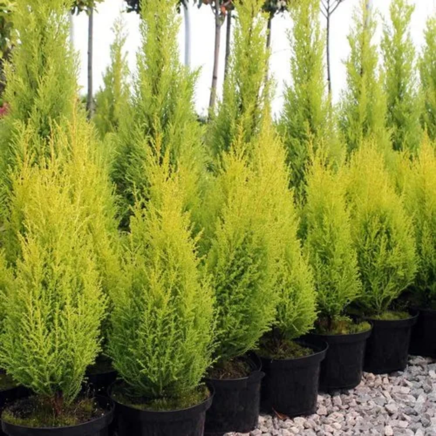 Golden Cypress Seedlings