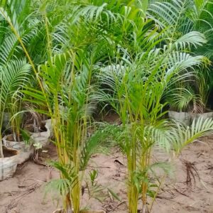 Golden Palm Seedlings