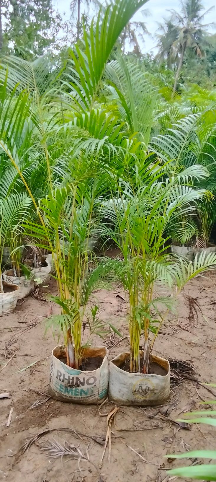 Golden Palm Seedlings
