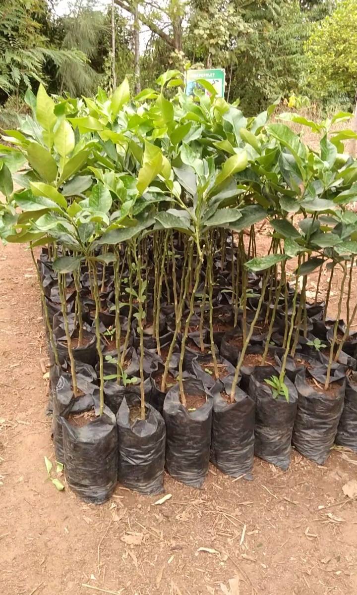 Grapefruit Seedlings
