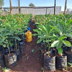 Hass Avocado Seedlings