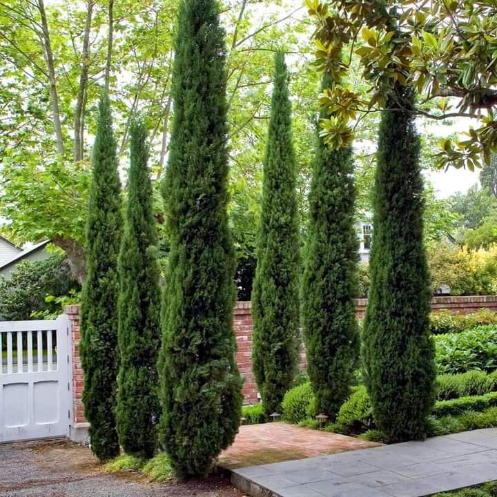 Italian Cypress Tree Seedlings - Image 2