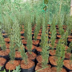 Italian Cypress Tree Seedlings