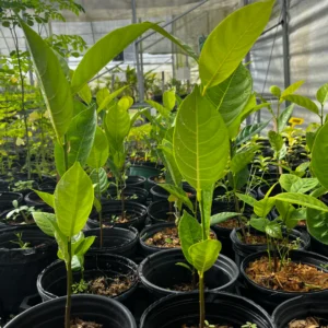 Jackfruit Seedlings