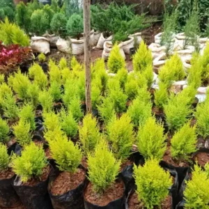 Lemon Cypress Seedlings