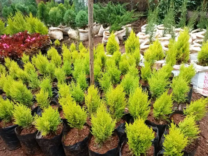 Lemon Cypress Seedlings