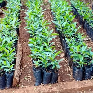 Loquat Seedlings