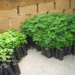 Moringa (Drumstick Tree) Seedlings