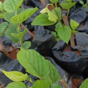 Mulberry Seedlings