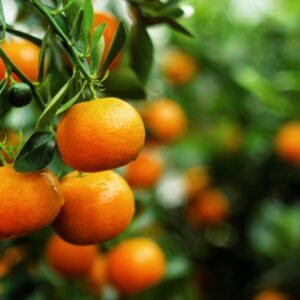 Ornamental Tangerine Seedlings