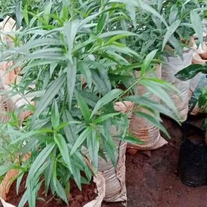 Peach Seedlings