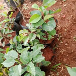 Pear Seedlings