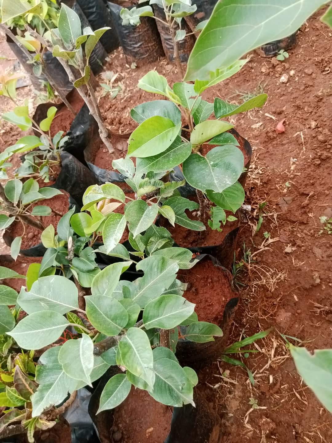 Pear Seedlings