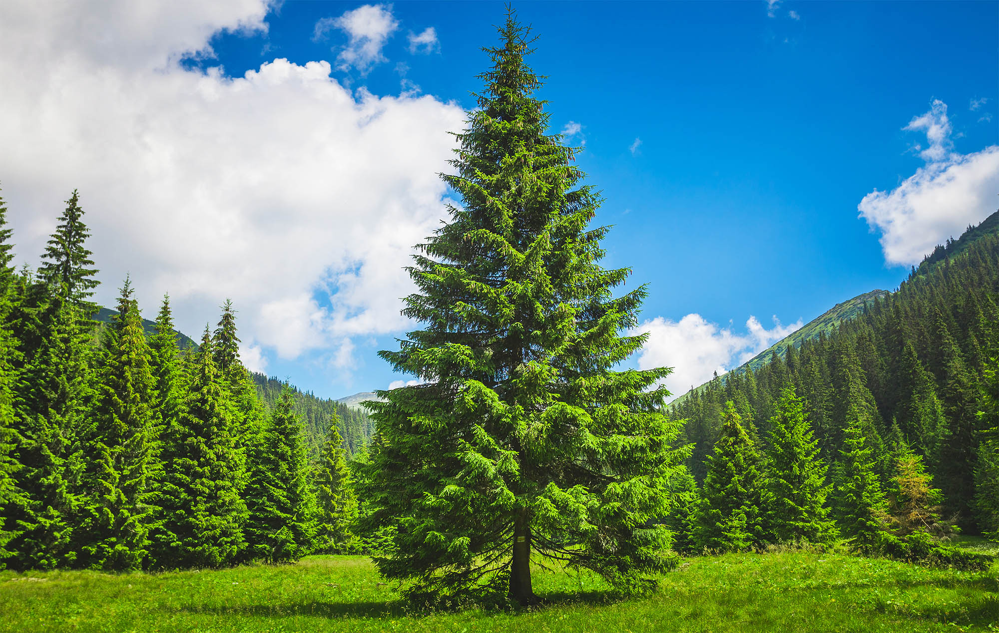 Pine Tree Seedlings - Image 2