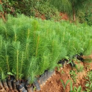 Pine Tree Seedlings