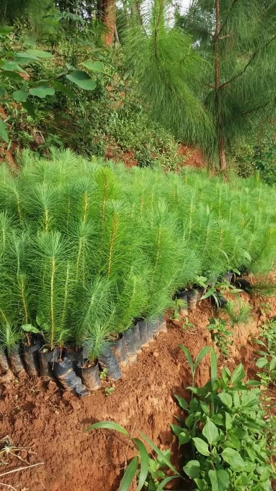 Pine Tree Seedlings