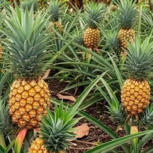 Pineapple Seedlings