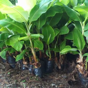 Plantain Banana Seedlings
